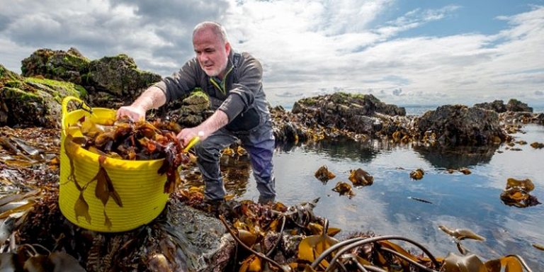 Man havesting seaweed