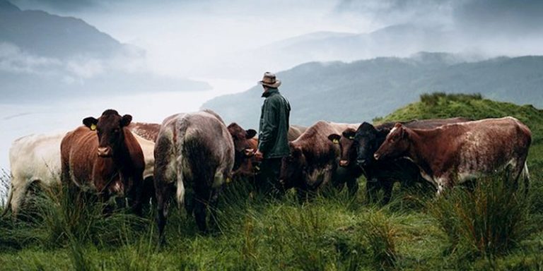 Farmer with cattle